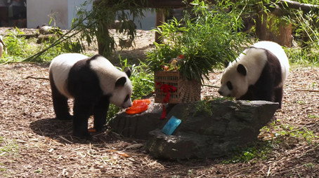 Expédition Pairi Daiza Сезон 10