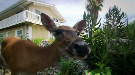 The Private Life of Deer (2013) - Episode 12 poster and promotional image