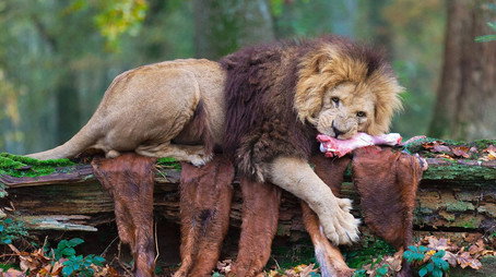 Animal Park Stagione 24