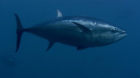 Tuna (2010) - Episode 4 poster and promotional image