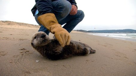 Saving Otter 501 (2013) - Episode 7 poster and promotional image