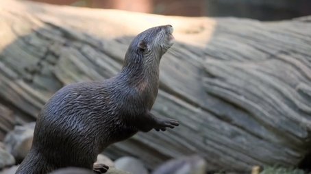Bindi & the Otters (2018) - Episode 10 poster and promotional image