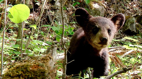 The Bear Family and Me Сезон 1