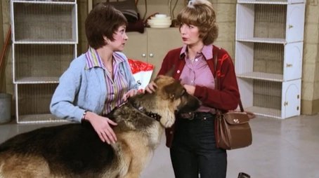 It's a Dog's Life (1978) - Episode 13 poster and promotional image