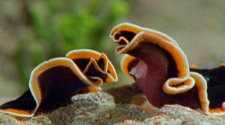 Triumph of Life: The Mating Game (2001) - Episode 8 poster and promotional image