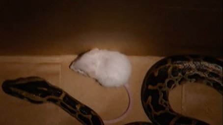 Snake vs. Mouse (2004) - Episode 14 poster and promotional image