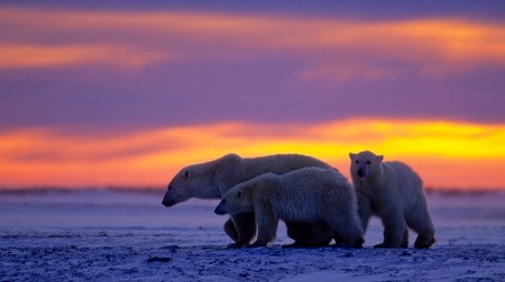 Kingdom of the Polar Bears: Episode 2 (2021) - Episode 13 poster and promotional image