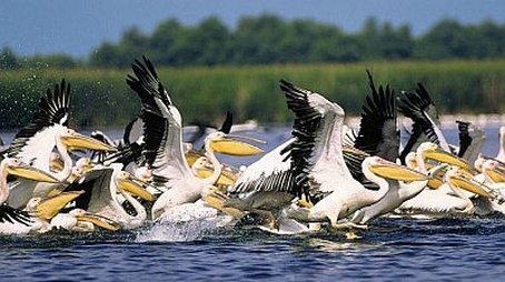 Danube Delta: Europe Untamed (2001) - Episode 17 poster and promotional image