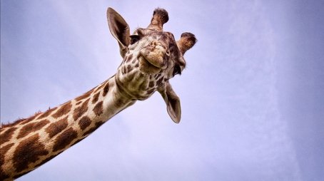 Nature's Biggest Beasts (2018) - Episode 2 poster and promotional image