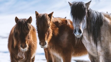 Equus: Story of the Horse: Chasing the Wind (2019) - Episode 9 poster and promotional image