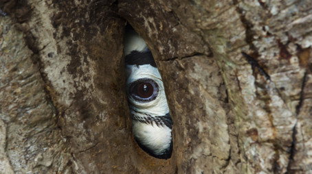 Planet Earth III ซีซัน 1