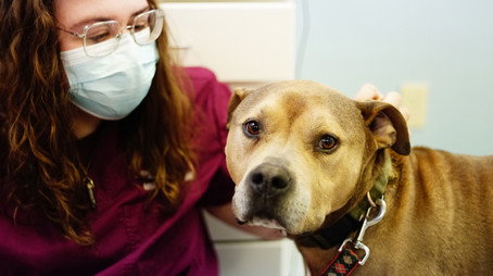 Dr. Joya: Házi kedvencek rossz bőrben Évad 1