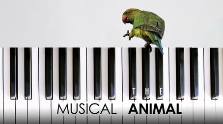 The Musical Animal (2022) - Episode 13 poster and promotional image