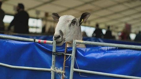 Kelso Ram Sales (2024) - Episode 39 poster and promotional image