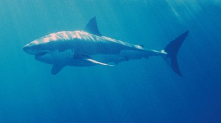 White Shark/Red Triangle (2003) - Episode 4 poster and promotional image