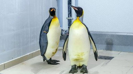 Expédition Pairi Daiza Sezóna 8