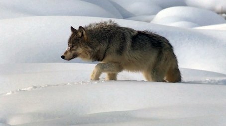 1/30/2022: A 60 Minutes Wildlife Tour (2022) - Episode 20 poster and promotional image