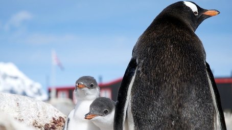 Penguin Post Office (2014) - Episode 7 poster and promotional image