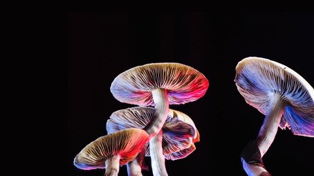 Can Psychedelics Cure? (2022) - Episode 14 poster and promotional image