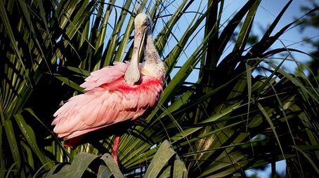 Florida: America's Animal Paradise (2019) - Episode 1 poster and promotional image