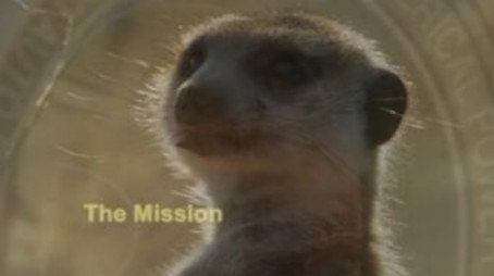 Meerkat Manor Évad 3