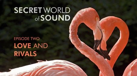 Secret World of Sound: Love and Rivals (2024) - Episode 102 poster and promotional image