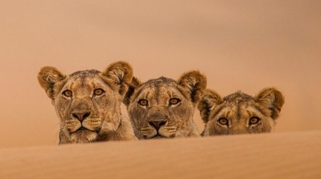 Lions of the Skeleton Coast (2024) - Episode 4 poster and promotional image