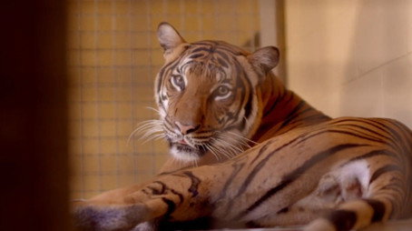 Secrets of the Zoo: Tampa Stagione 4