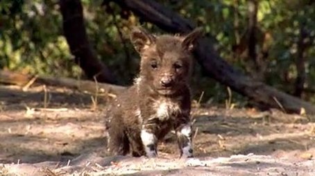A Wild Dog's Story (2002) - Episode 10 poster and promotional image