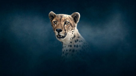 Dynasties Sezona 2
