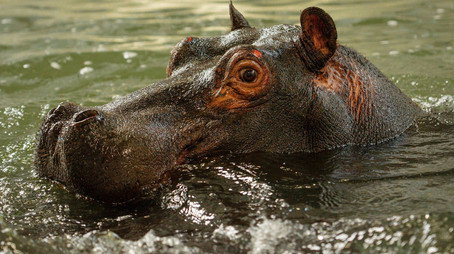 Animal Park Stagione 25