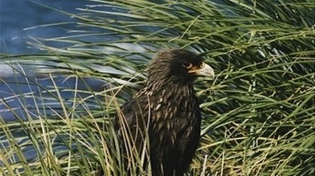 Falklands: Flying Devils (2002) - Episode 3 poster and promotional image