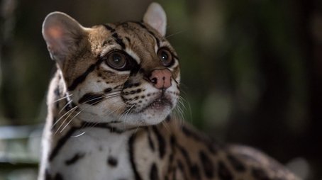 American Ocelot (2022) - Episode 4 poster and promotional image