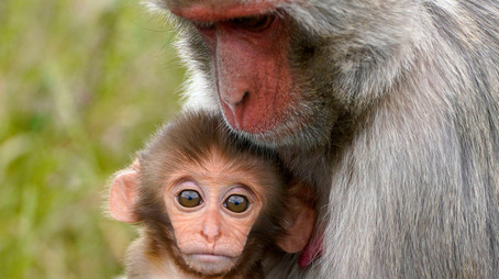 Animal Park Stagione 20