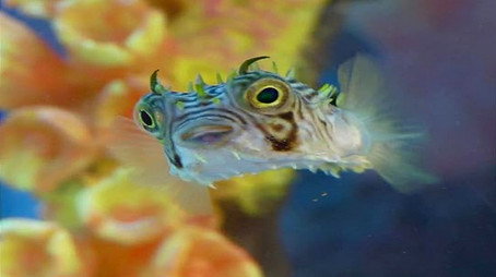 Tanked Sezona 2