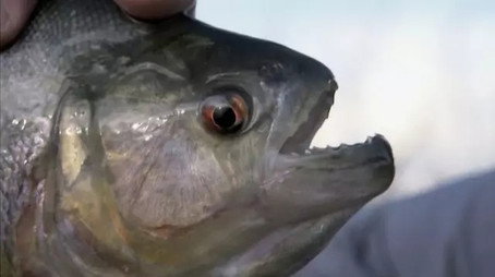 River Monsters Сезон 1