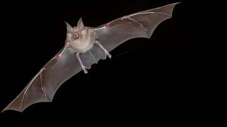 Bat Superpowers (2021) - Episode 12 poster and promotional image