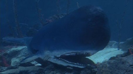 Jonah and the Whale (1965) - Episode 1 poster and promotional image