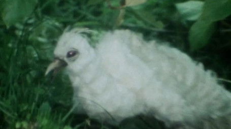 SOS! Phoenix! (1986) - Episode 22 poster and promotional image