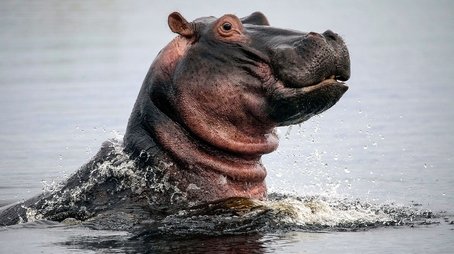 Hippos: Africa's River Giants (2019) - Episode 2 poster and promotional image