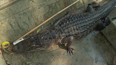 Swamp People Сезон 15