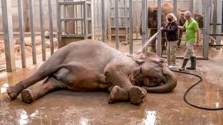 Expédition Pairi Daiza Sezóna 7