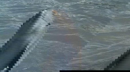 Flipper's Underwater Museum (1966) - Episode 27 poster and promotional image