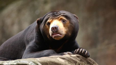 Tree Roo (2022) - Episode 7 poster and promotional image