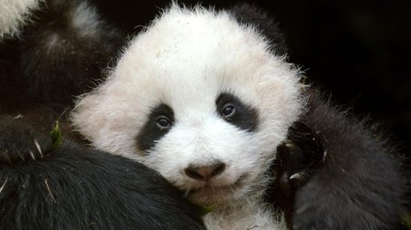 Pandas: Born To Be Wild (2020) - Episode 1 poster and promotional image