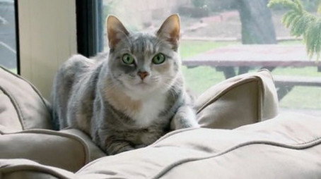 My Cat from Hell Сезон 6