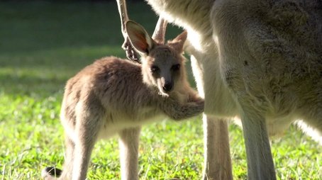 Robert's Baby Kangaroo (2018) - Episode 8 poster and promotional image