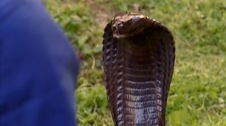 Snakes, Snakes Everywhere (2001) - Episode 3 poster and promotional image