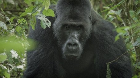 Silverback (2024) - Episode 1 poster and promotional image