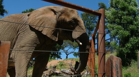Can Animals Predict Disaster? (2005) - Episode 2 poster and promotional image